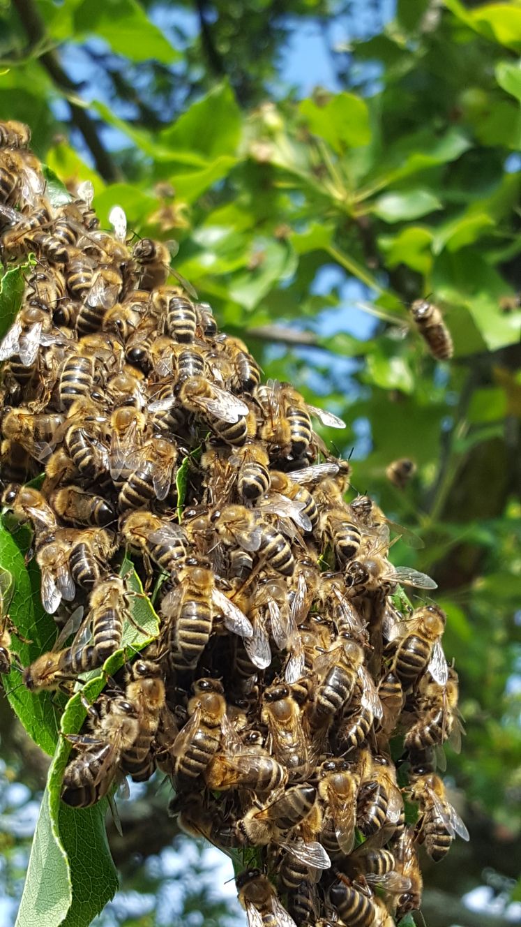 Naturschwarm kaufen wien, Bienen kaufen in Wien, Bienenschwarm, Bienenkönigin, Königin kaufen, Kehrschwarm kaufen, Kehrschwarm, Ableger kaufen, Bienen Ableger, Binen in WIen kaufen, Bienen kaufen, Naturschwarm kaufen, Naturschwärme preise, Bienen kaufen preise