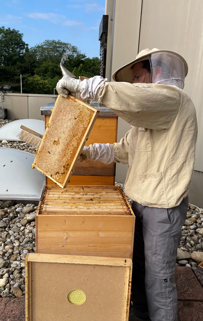 Mio bei der Honigernte auf dem Dach der Tourismusschule Modul. Im Türkenschanzpark sind viele verschiedene Blüten vorhanden, die die Bienen gerne anfliegen. Deshalb ist der Honig angereichert mit Lindenbaumblüten, Akazieblüten, Kastanienblüten und ganz viele verschiedene Blumen.