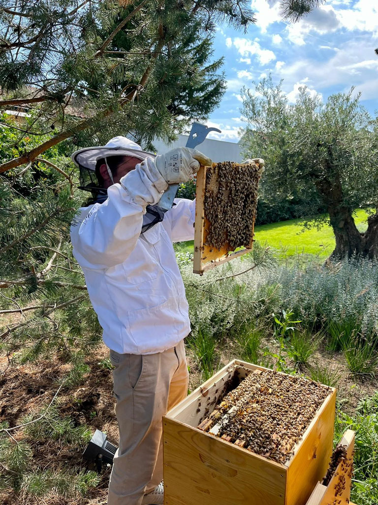 Mio bei der Durchsicht der Bienen, für eine Kundschaft in Guntramsdorf. Wir helfen den Neueinsteigern damit der Start in die Imkerei stressfrei abläuft. Die Zander Jumbo Rähmchen benötigen weniger Eingriffe in das Bienenvol