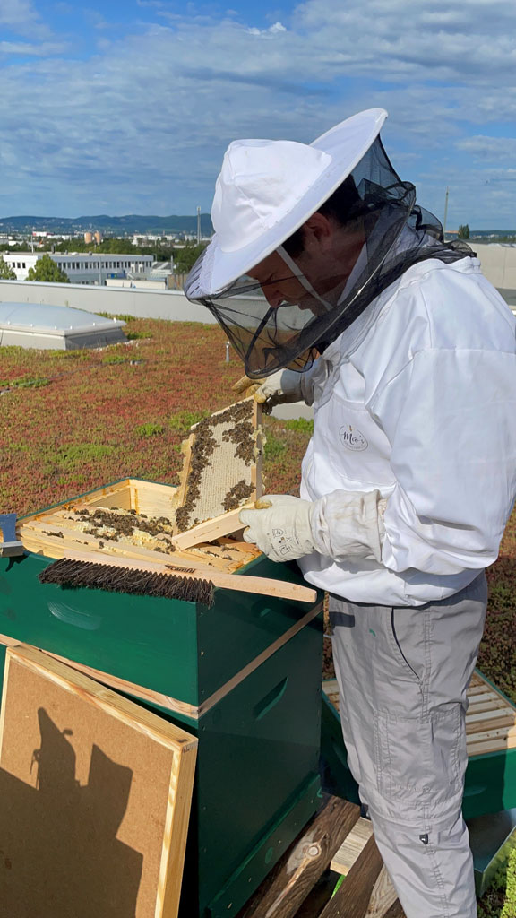 Mio kontrolliert die Firmen Patenschafts- Bienenvölker auf einem Dach im 10. Bezirk. Der Böhmische Prater mit viel Grün und verschiedener Tracht ist eine Wohlfühloase für die Bienen. Der Honig schmeckt jedes Jahr anders und hat eine goldgelbe Farbe. Die Firma verschenkt die Honige als Dankeschön an ihre MitarbeiterInnen.